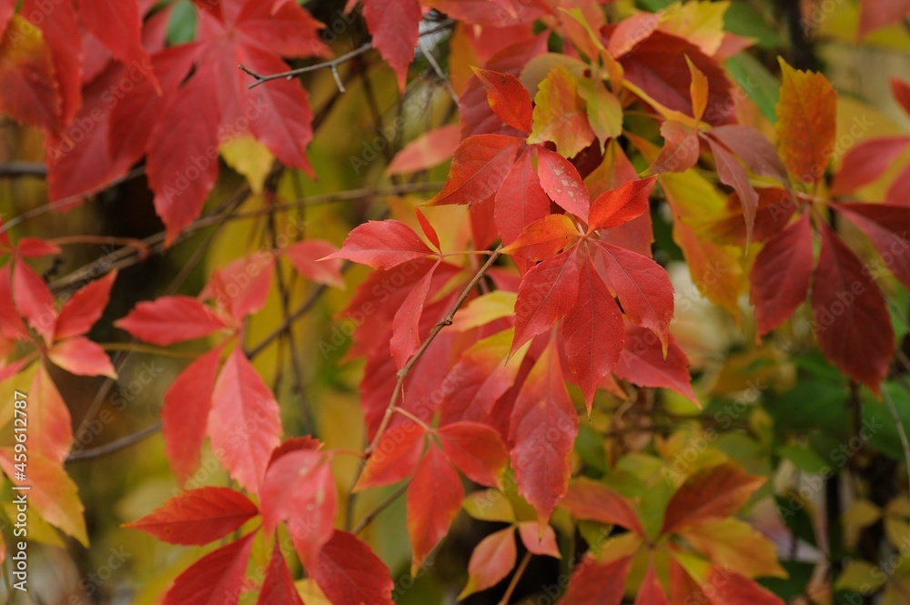 Close up view of fallen leaves in autumn park
Close up view of fallen leaves in autumn park