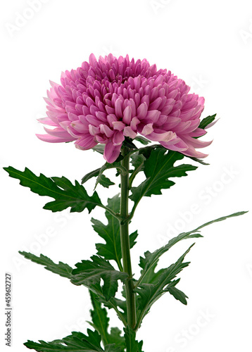 chrysanthemum flower growing on white background © Igor