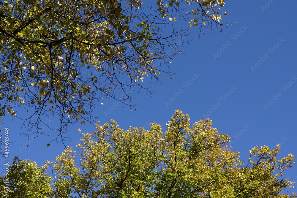 Obraz premium Close-up of birch branches with yellow foliage on a blue sky background. Autumn or fall abstract background. September 2021
