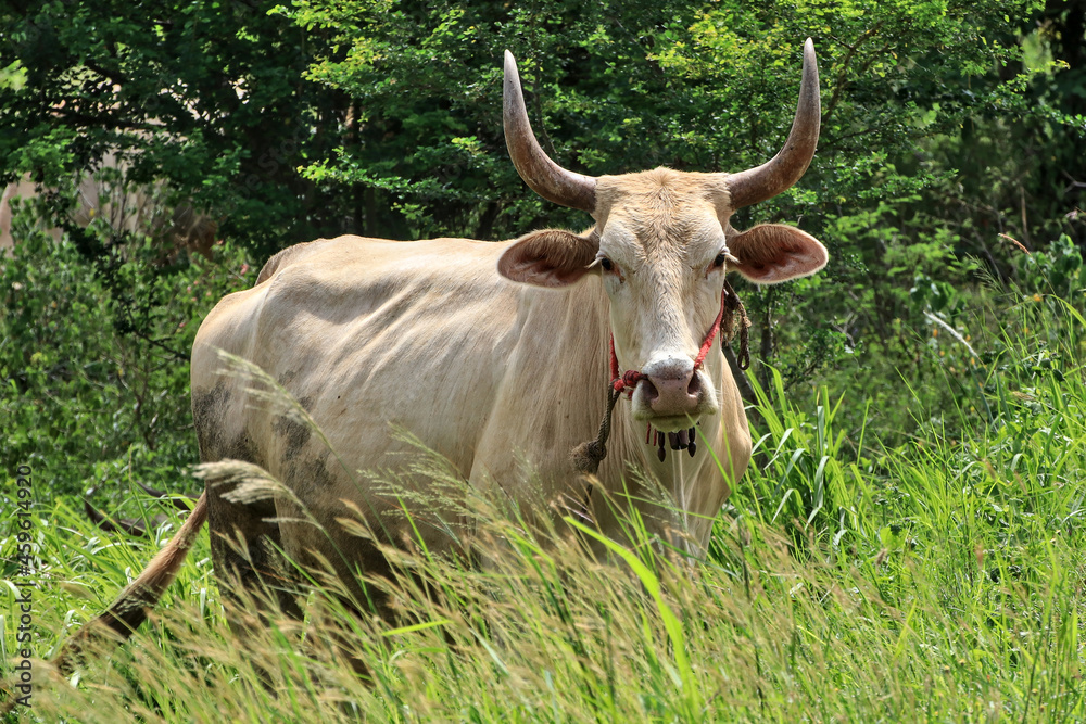The cow has horns on its head that are bent and large.