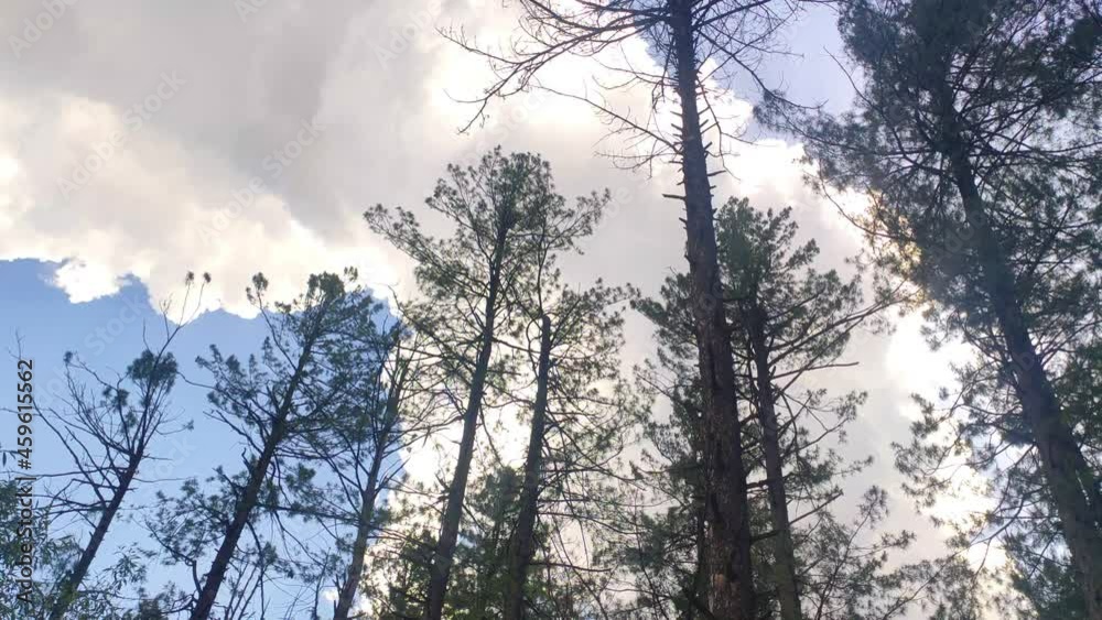 Looking Up Into Tall Trees With Cloudscape On Bright Blue Sky. Low Angle Looking Up Into Tall Trees With Cloudscape On Bright Blue Sky. Low Angle