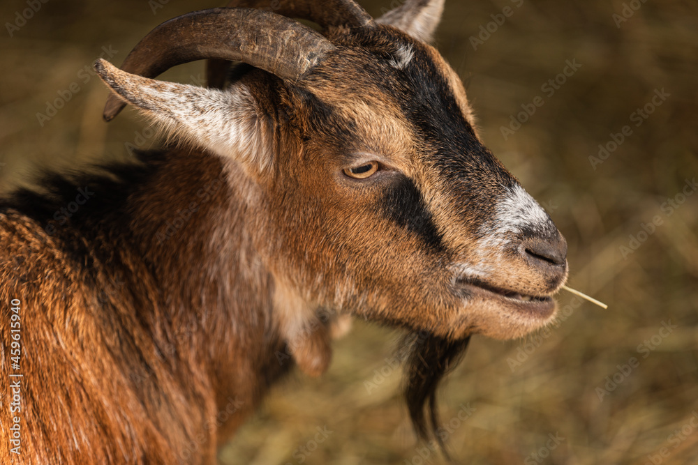 Fototapeta premium goat