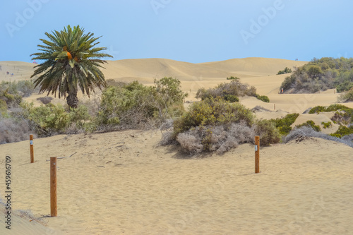 The Maspalomas Dunes are sand dunes located on the south coast of the island of Gran Canaria © Delia_Suvari