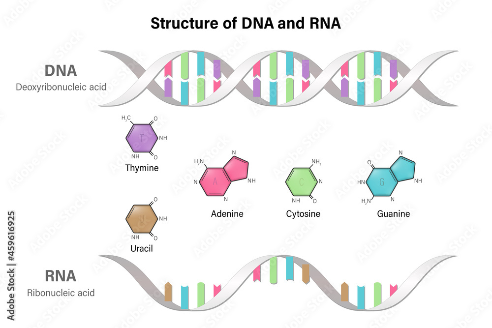 Four Differences Between Rna And Dna Hot Sex Picture 