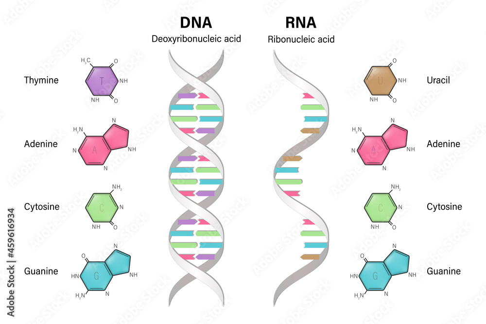 Structure of DNA and RNA. Deoxyribonucleic acid. Ribonucleic acid ...
