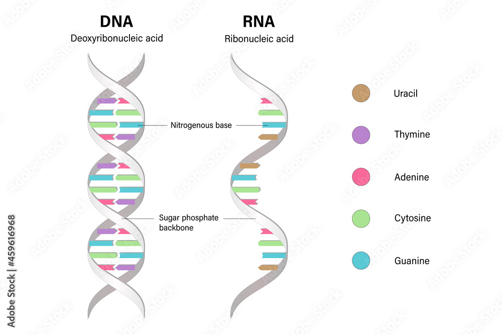 Difference between of DNA and RNA. Structure of DNA and RNA