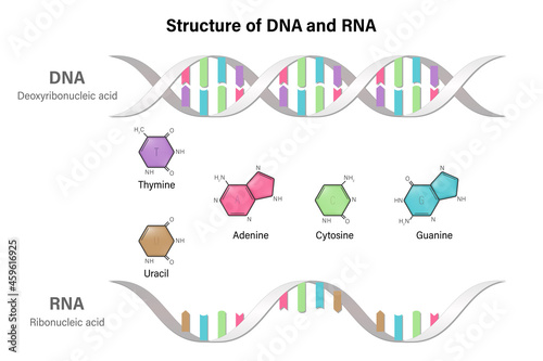 Difference between the nitrogenous bases of DNA and RNA. Structure of DNA and RNA. Deoxyribonucleic acid. Ribonucleic acid. photo
