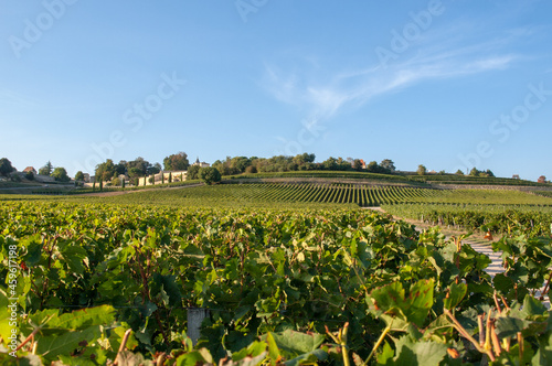Print op canvas Ripe red Merlot grapes on rows of vines in a vienyard before the wine harvest in Saint Emilion region