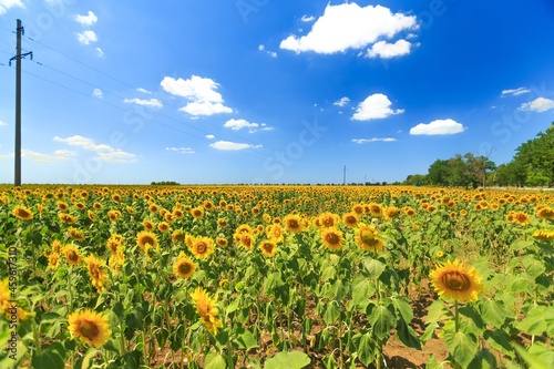 Beautiful blooming sunflowers field nature landscape with blue sky.