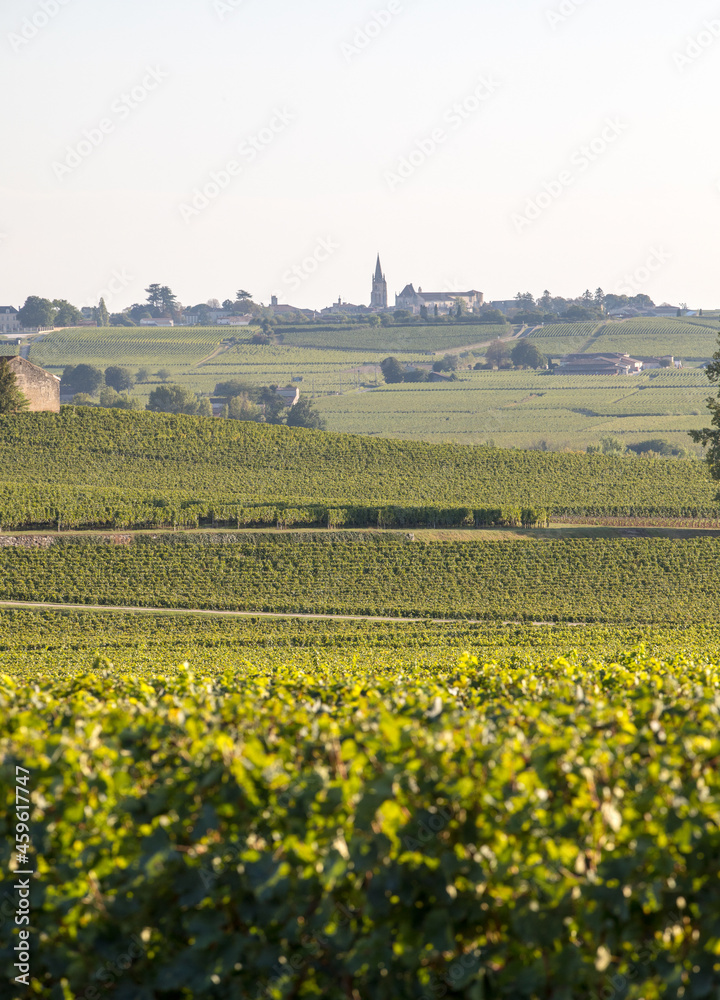 Ripe red  grapes on rows of vines in a vienyard before the wine harvest in Saint Emilion region. France