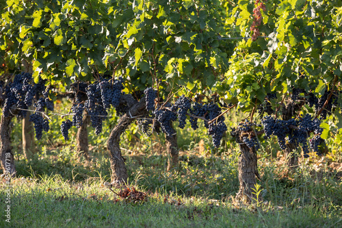 Ripe red grapes on rows of vines in a vienyard before the wine harvest in Saint Emilion region. France