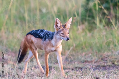 Black backed jackal walking in the grass