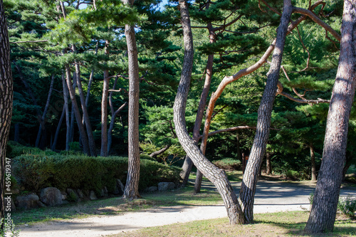 trees in the park