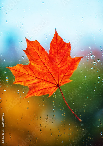 A beautiful maple leaf on a wet window with rain drops. Autumn mood. 