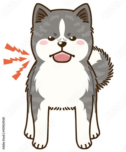 威嚇する秋田犬（虎毛）