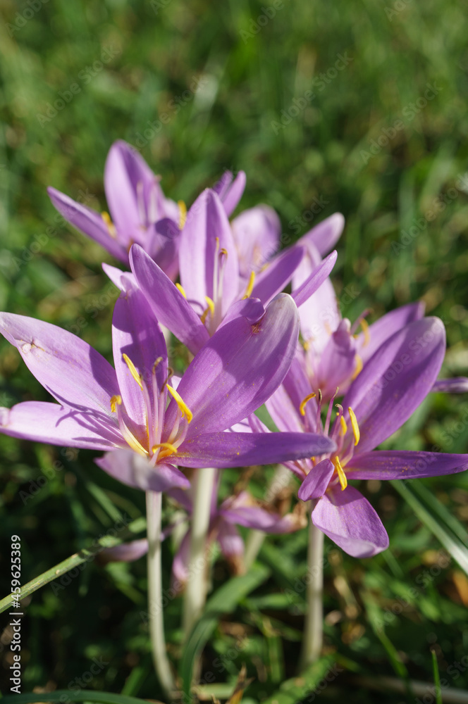 Violet flower, Lower Austria