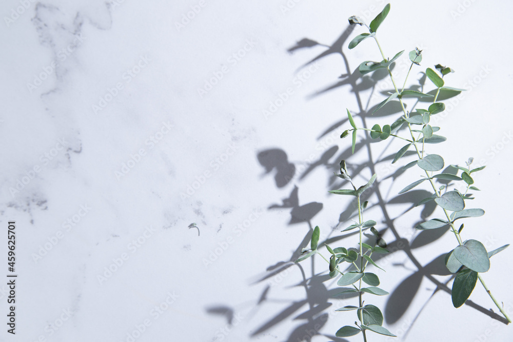 観葉植物 ユーカリの葉っぱ 白背景 コピースペース有り Stock Photo Adobe Stock 観葉植物 ユーカリの葉っぱ 白背景 コピースペース有り Stock Photo Adobe Stock
