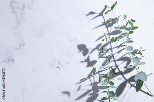 観葉植物・ユーカリの葉っぱ。白背景・コピースペース有り。