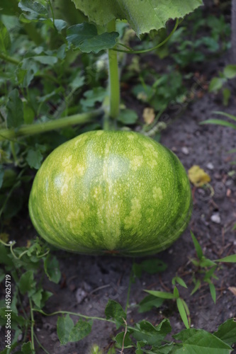 green pumpkin in the garden