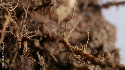 Detail shot of a plant's root and its soil, close up and zoom in photo
