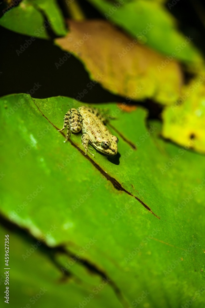 Gaudy Leaf Tree Frog Gaudy Leaf Tree Frog