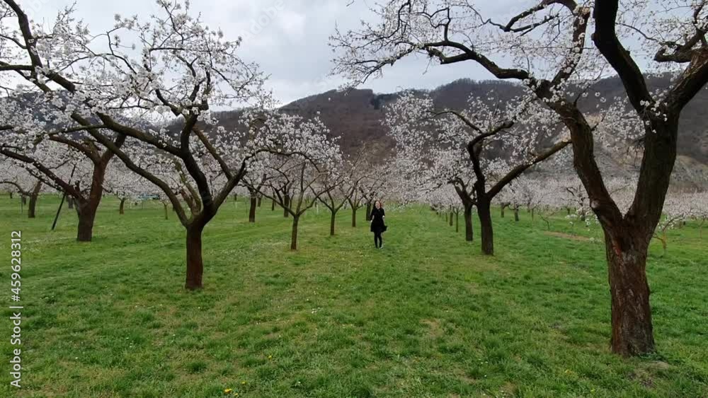 Beautiful girl and apricot trees in the period of spring flowering Beautiful girl and apricot trees in the period of spring flowering