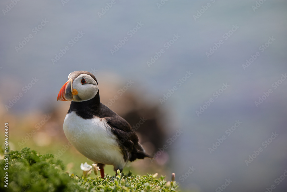 puffin standing on a rock cliff . fratercula arctica puffin standing on a rock cliff . fratercula arctica