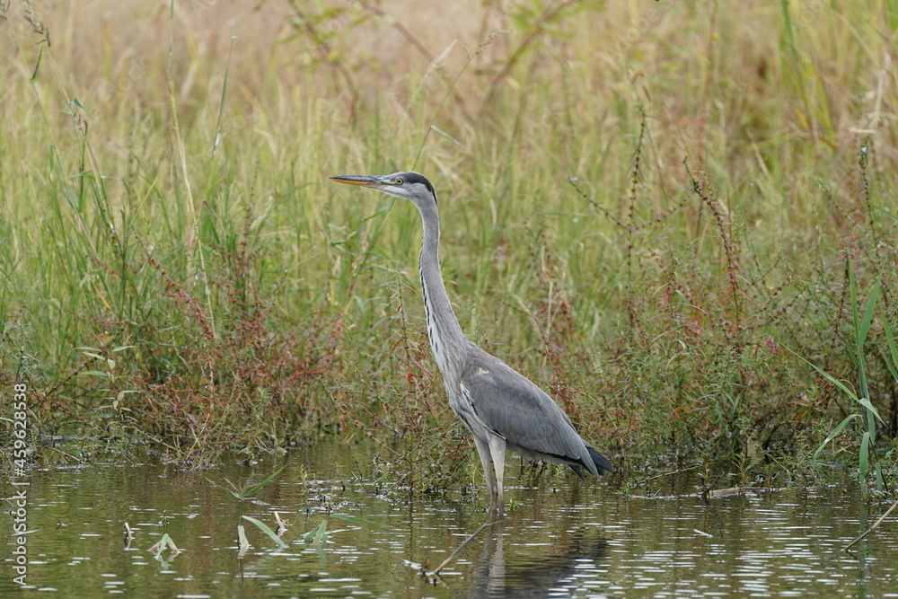 grey heron in the forest grey heron in the forest