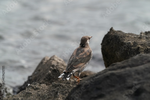 starling on the rock