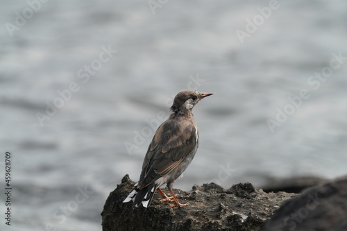starling on the rock