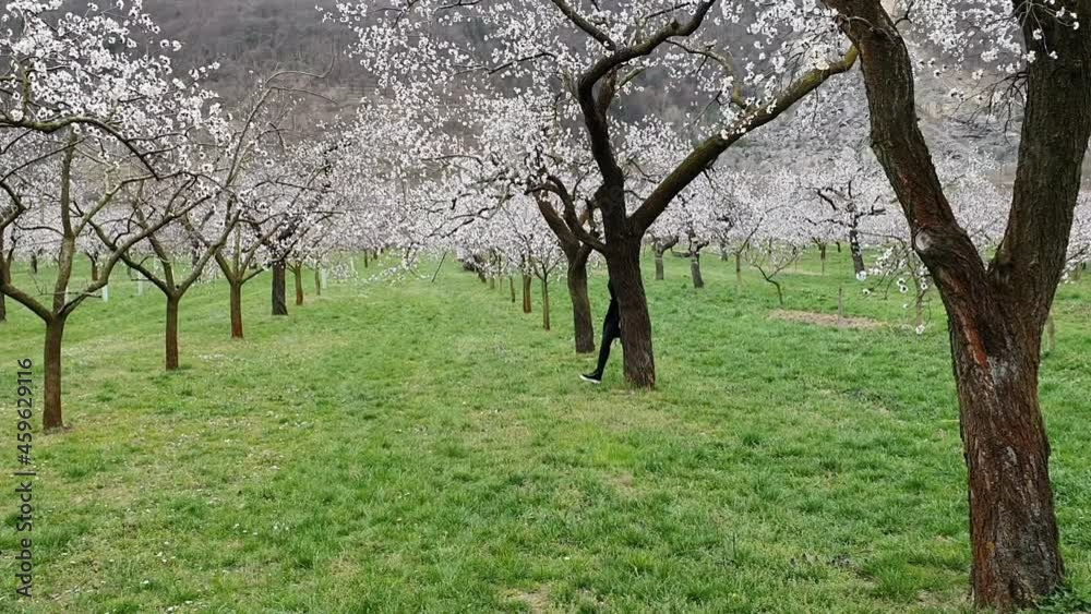 Beautiful girl and apricot trees in the period of spring flowering Beautiful girl and apricot trees in the period of spring flowering