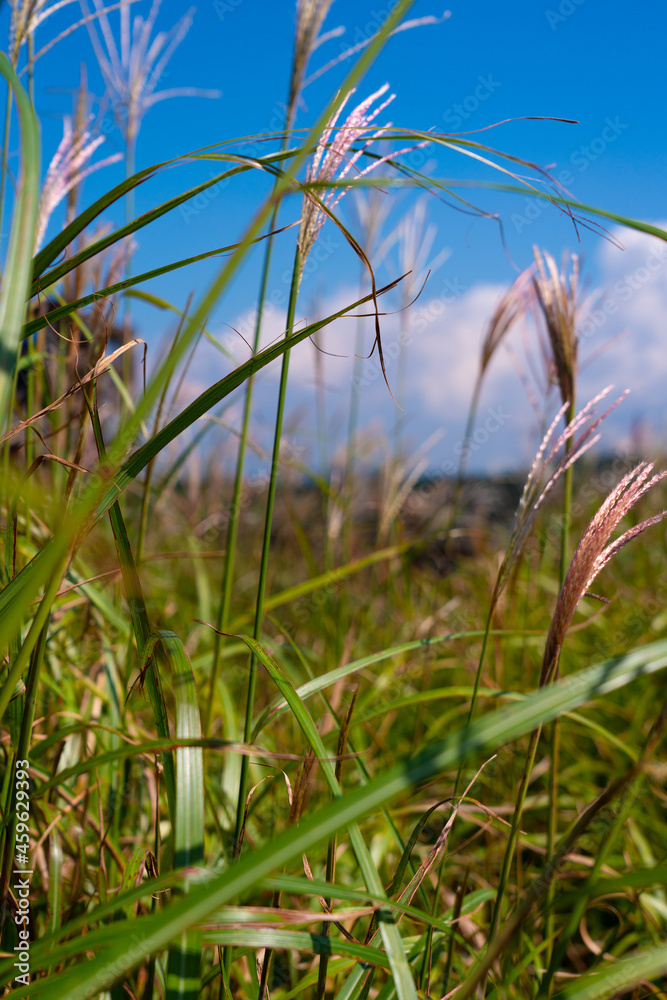 Fototapeta premium grass in the wind