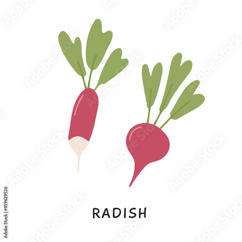 Organic root vegetable with leaves isolated on white. Long pink tuber of fresh radish with tops. Natural edible farm plant with vitamin for healthy nutrition. Colored vector illustration in flat style