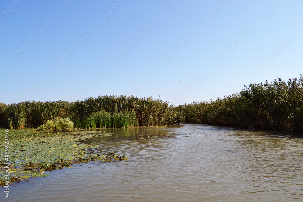 Young willow curtains, reed curtains and water lily carpets on the canals of the Danube Delta in Romania