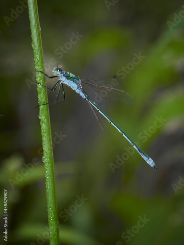 Male Emerald damselfly (Lestes sponsa) covered by dewdrops, Germany