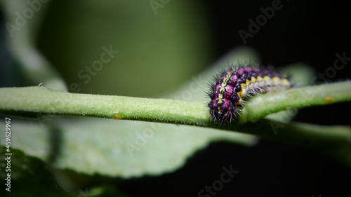 Macro of a caterpillar of an almond-tree leaf skeletonizer moth (Aglaope infausta), Germany photo