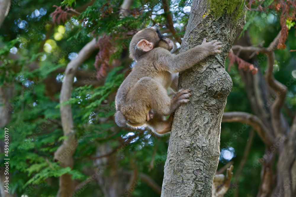 Obraz premium 木登り