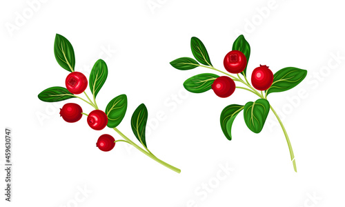 Cranberry sprigs with fresh ripe berries and green leaves set vector illustration