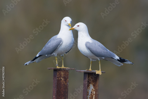 Pair of family of male and female common gulls (Larus canus) caring for each other on the nest territory in breeding season photo