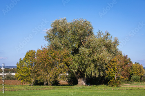 landscape with mighty willow tree