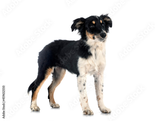 Miniature American Shepherd