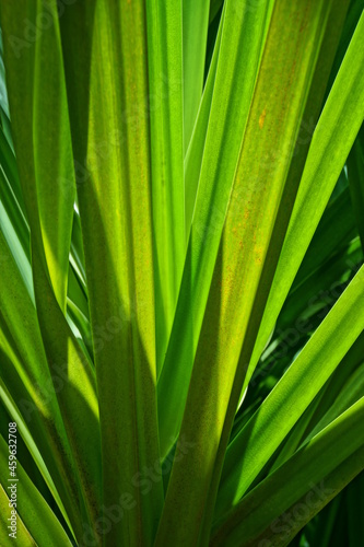 green background with palm leaves in close-up in a natural environment lit by tropical sun