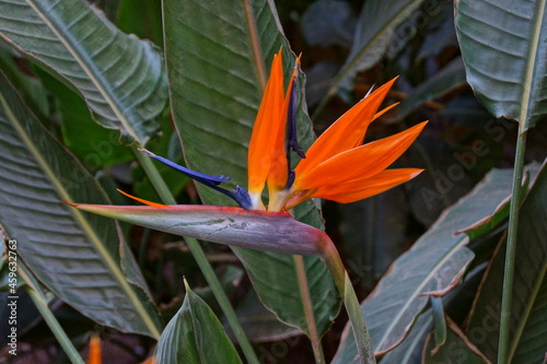beautiful blooming Royal Strelitzia against the background of green leaves in a natural environment in the garden