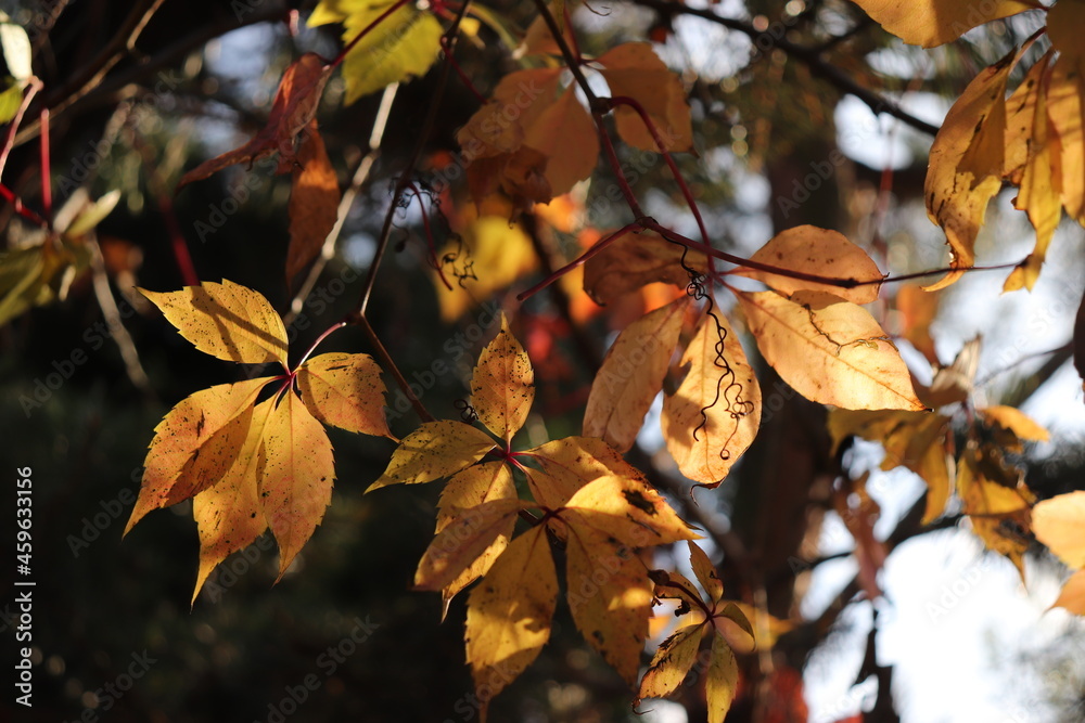 autumn leaves in the wind, colorful canadian vine leaves in fall