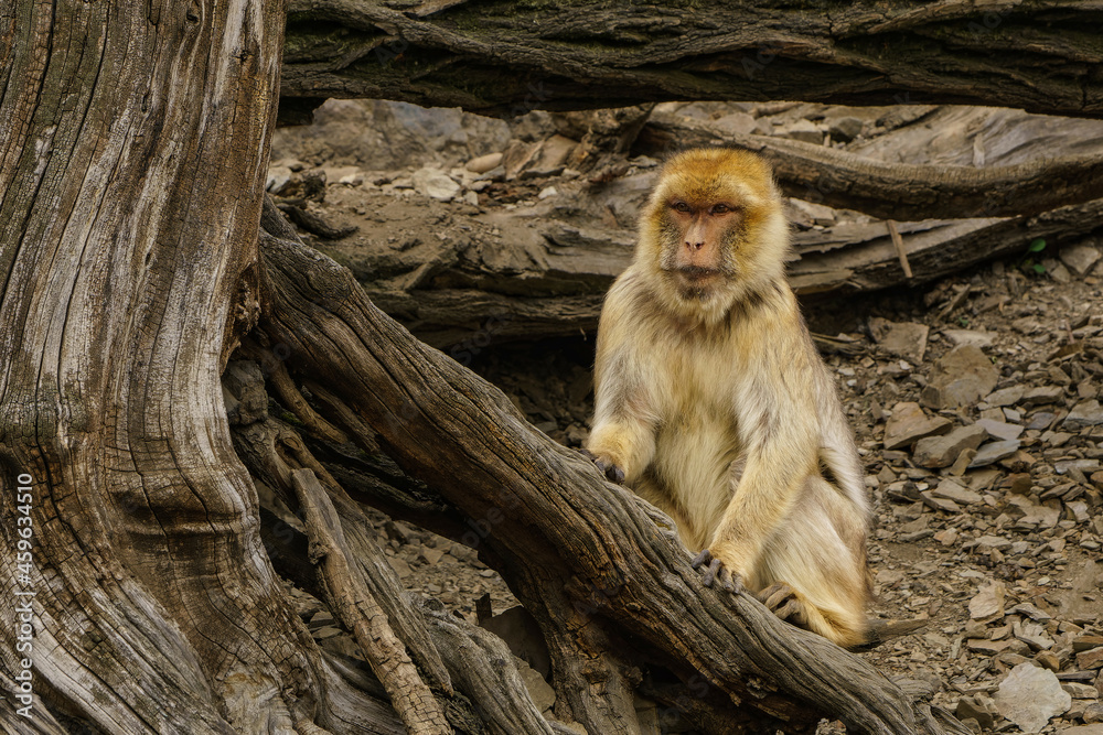 Obraz premium Barbary macaque behind the tree