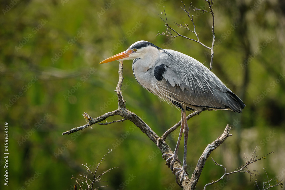 Obraz premium Grey heron on the branch