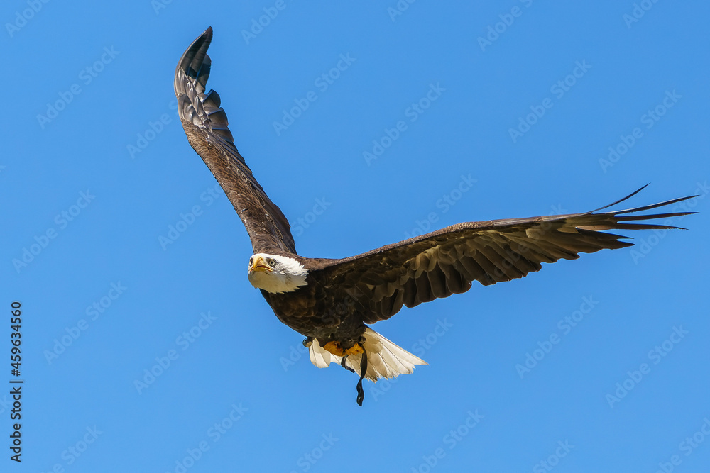 Obraz premium Flying bald eagle on the blue sky