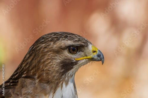 Eurasian sparrowhawk side view closeup portrait