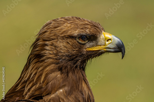 Golden eagle side view closeup portrait