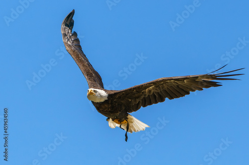 Flying bald eagle on the blue sky
